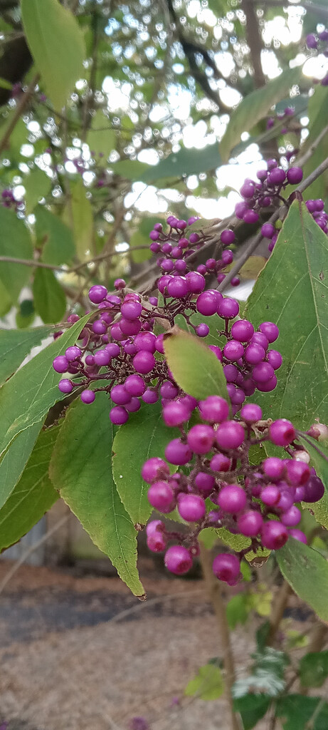 Purple berries  by 365projectorgjoworboys