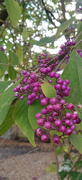 17th Oct 2023 - Purple berries 