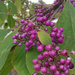 Purple berries  by 365projectorgjoworboys