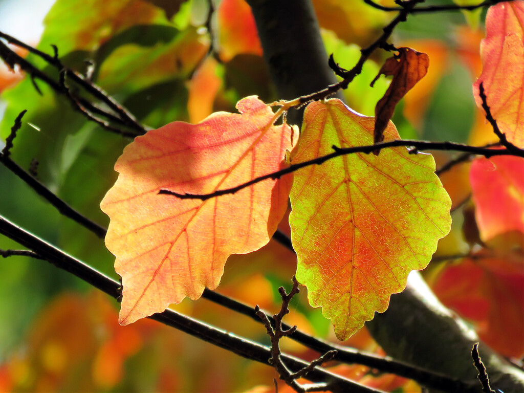 Fall Leaves, cont. by seattlite