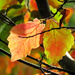 Fall Leaves, cont. by seattlite
