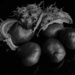 Conkers by phil_sandford