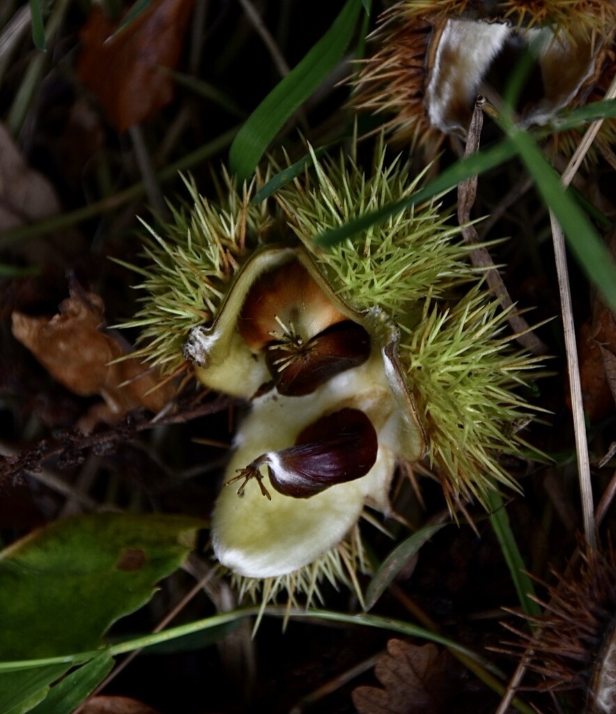 Sweet chestnuts by wakelys