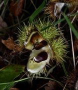 17th Oct 2023 - Sweet chestnuts