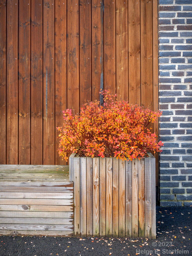 Bricks, wood and plant by helstor365