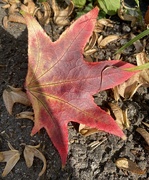 17th Oct 2023 - Autumn leaf