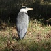 Heron in Bushy Park by susiemc
