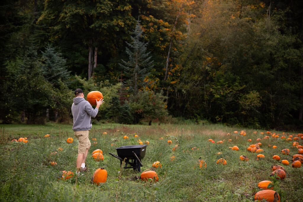 Pumpkin Time by tina_mac