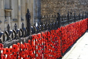 17th Oct 2023 - the poppies are out..