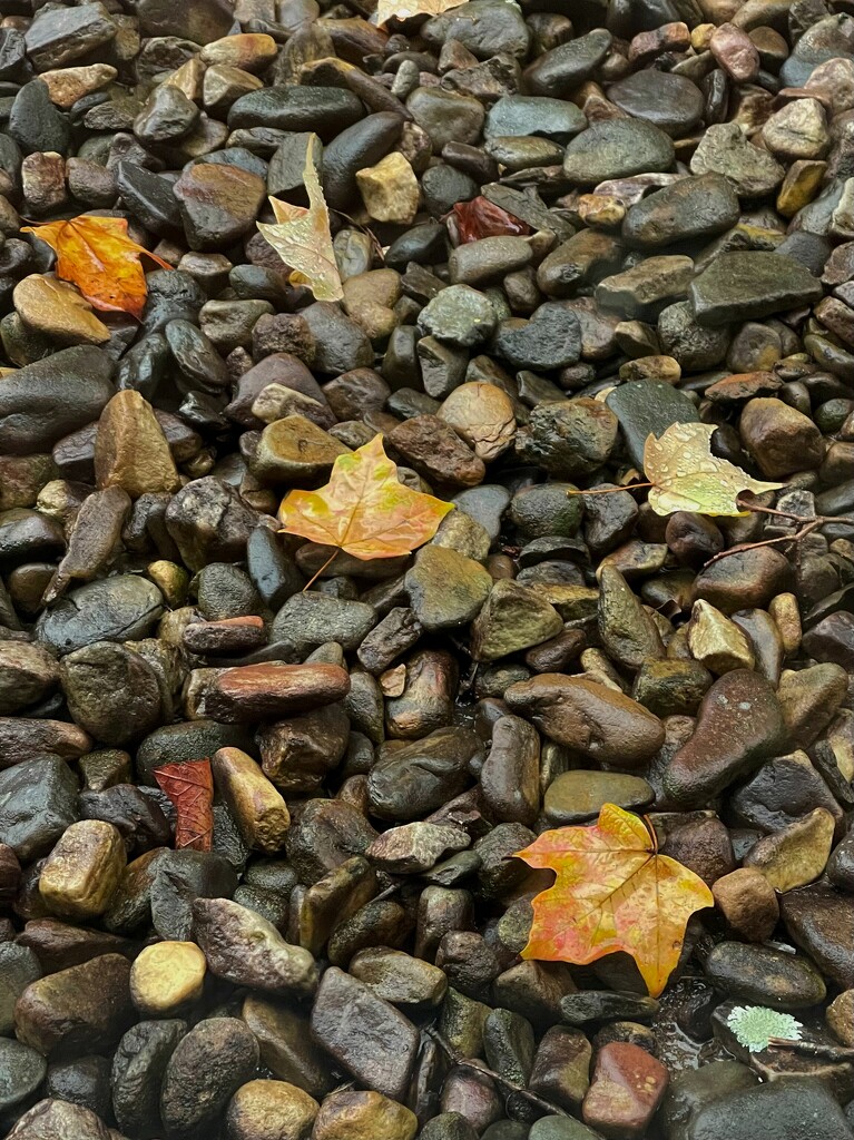 10 14 Leaves and rocks by sandlily