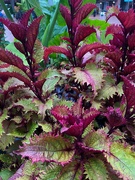 14th Oct 2023 - 10 14 Coleus