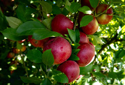 17th Oct 2023 - An apple a day