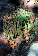 14th Oct 2023 - More Starfish Flower Cactus