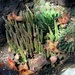 More Starfish Flower Cactus by blueberry1222