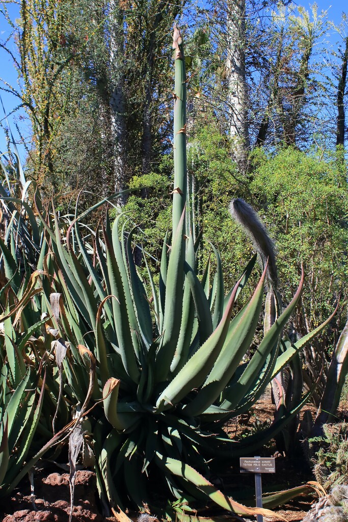 Agave americana by blueberry1222