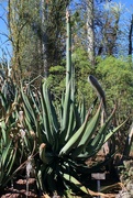 11th Oct 2023 - Agave americana