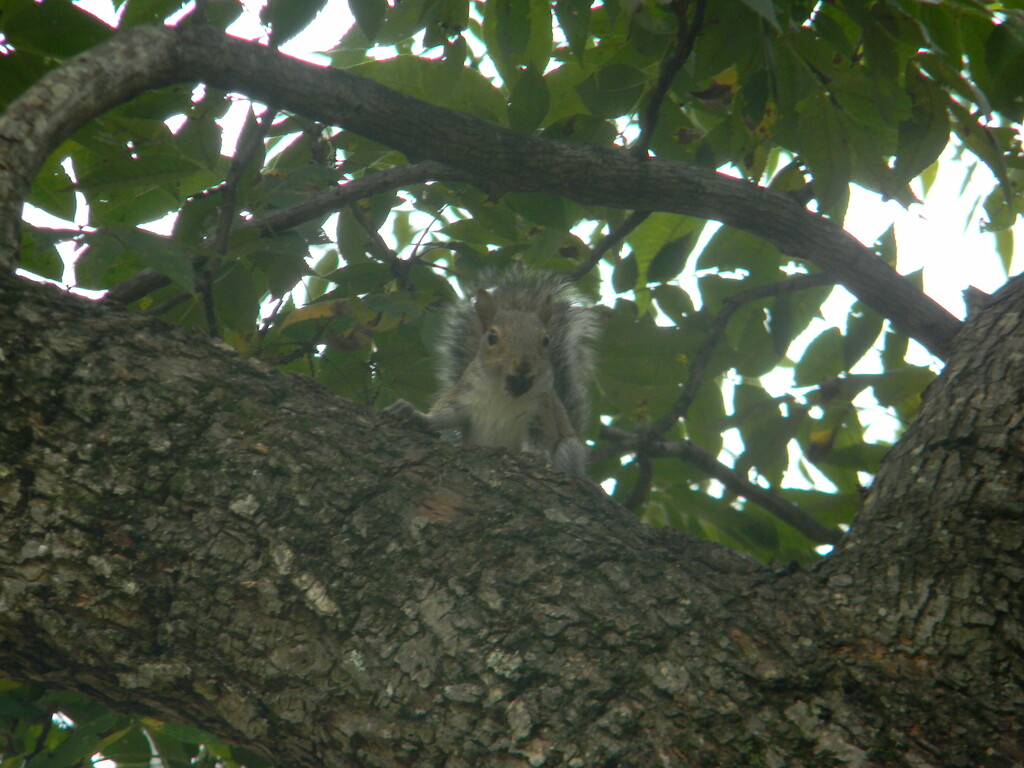Squirrel Looking Behind Tree Branch  by sfeldphotos