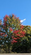 17th Oct 2023 - Fall Tree