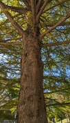 16th Oct 2023 - Tall Tree