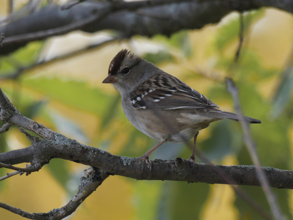 Immature white-crowned sparrow  by rminer