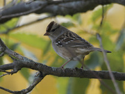 17th Oct 2023 - Immature white-crowned sparrow 