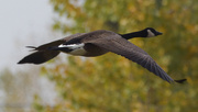 17th Oct 2023 - Canada goose in flight