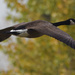 Canada goose in flight by rminer