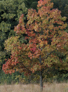 17th Oct 2023 - Autumn tree