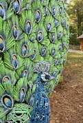 17th Oct 2023 - Peacock sculpture