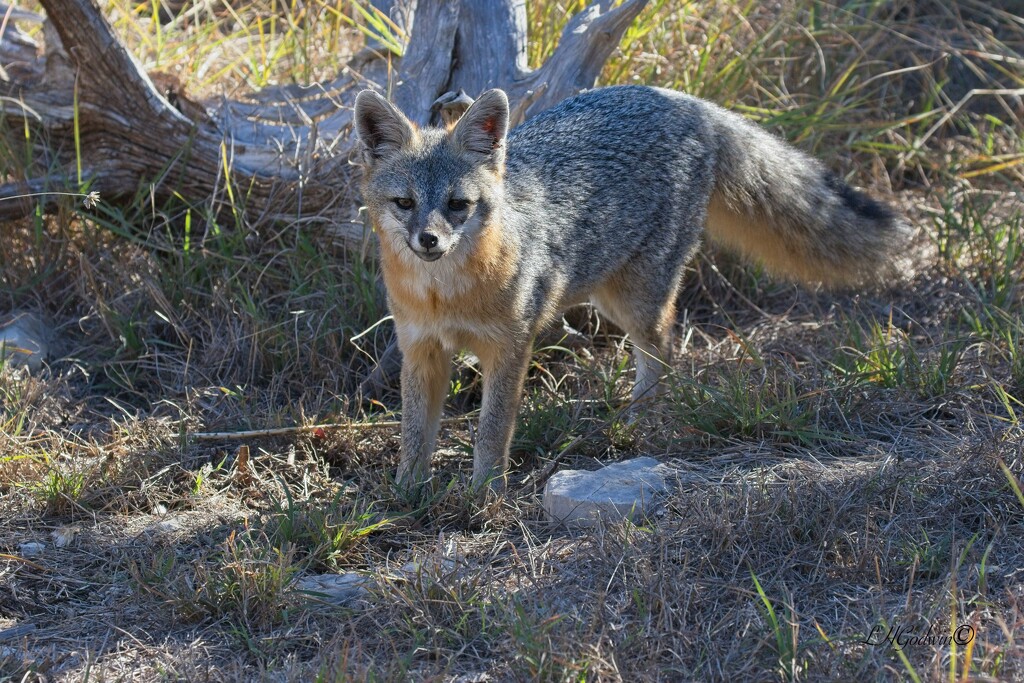 LHG_2494Gray Fox at Guadalope River state park  by rontu