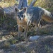 LHG_2494Gray Fox at Guadalope River state park  by rontu