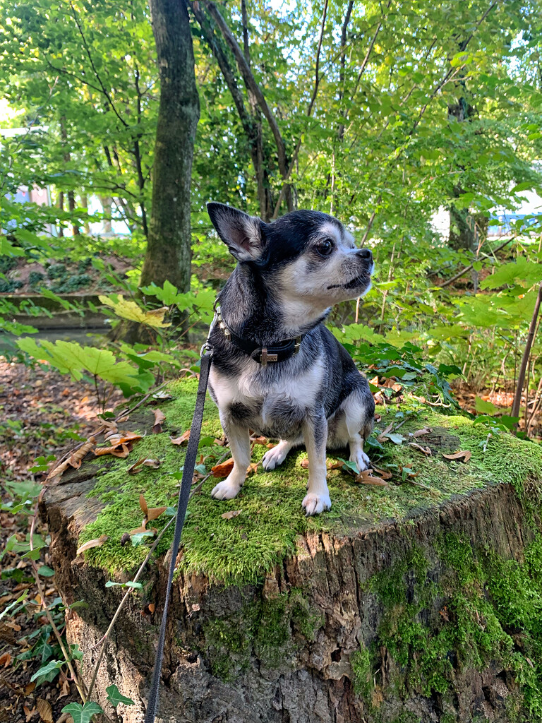 Réglisse posing in the woods  by cocobella