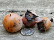 18th Oct 2023 - Wild persimmons...
