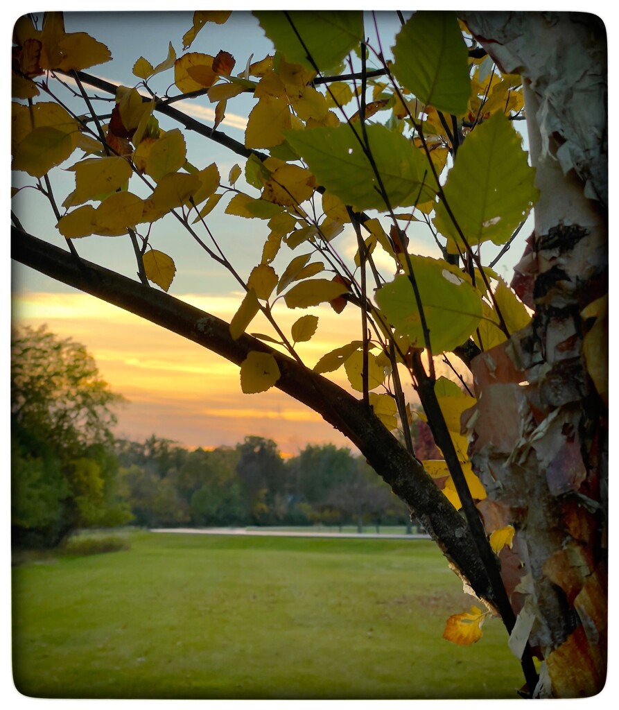 Sunset through the Birch Tree by eahopp