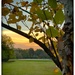 Sunset through the Birch Tree by eahopp