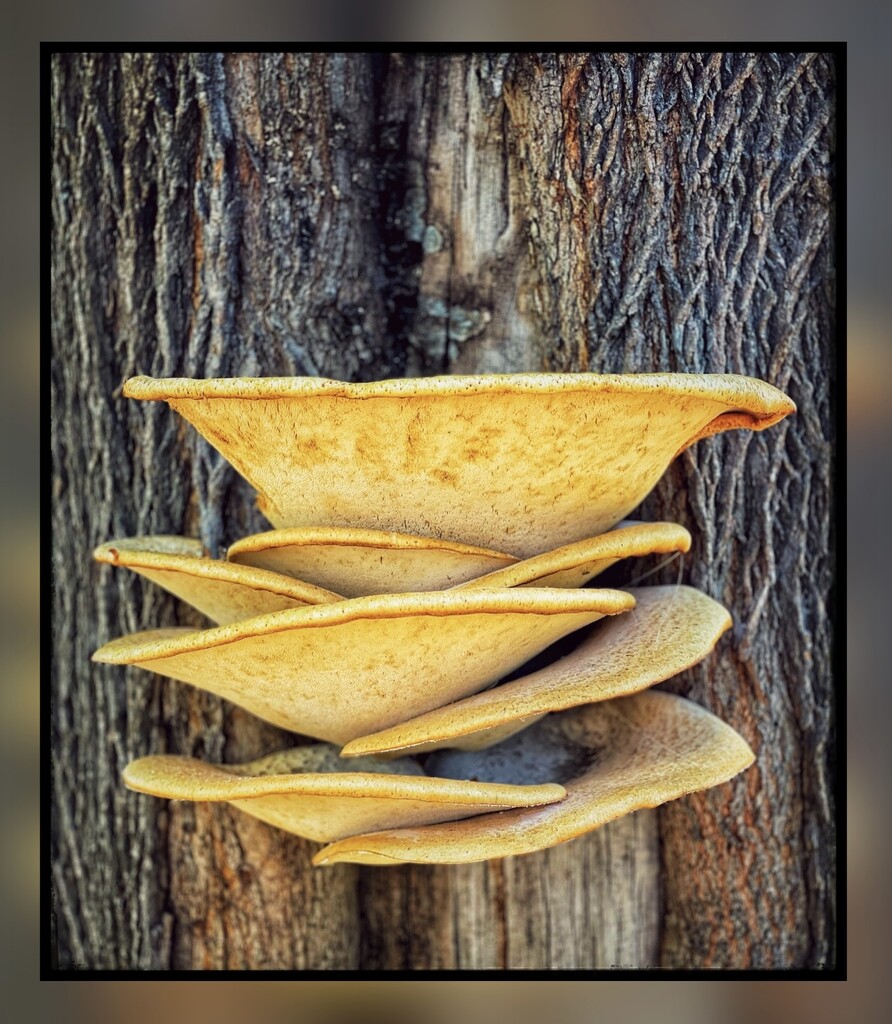 Large Layered Fungi by eahopp
