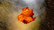 17th Oct 2023 - Leaf on the Web!