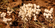 17th Oct 2023 - The Tinyest Mushrooms That I've Ever Seen!
