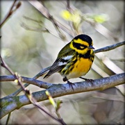 29th Aug 2023 - townsend's warbler