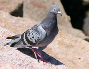 18th Oct 2023 - Rock Dove/Common Pigeon