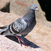 Rock Dove/Common Pigeon by onewing