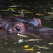 Hippo eye by theredcamera