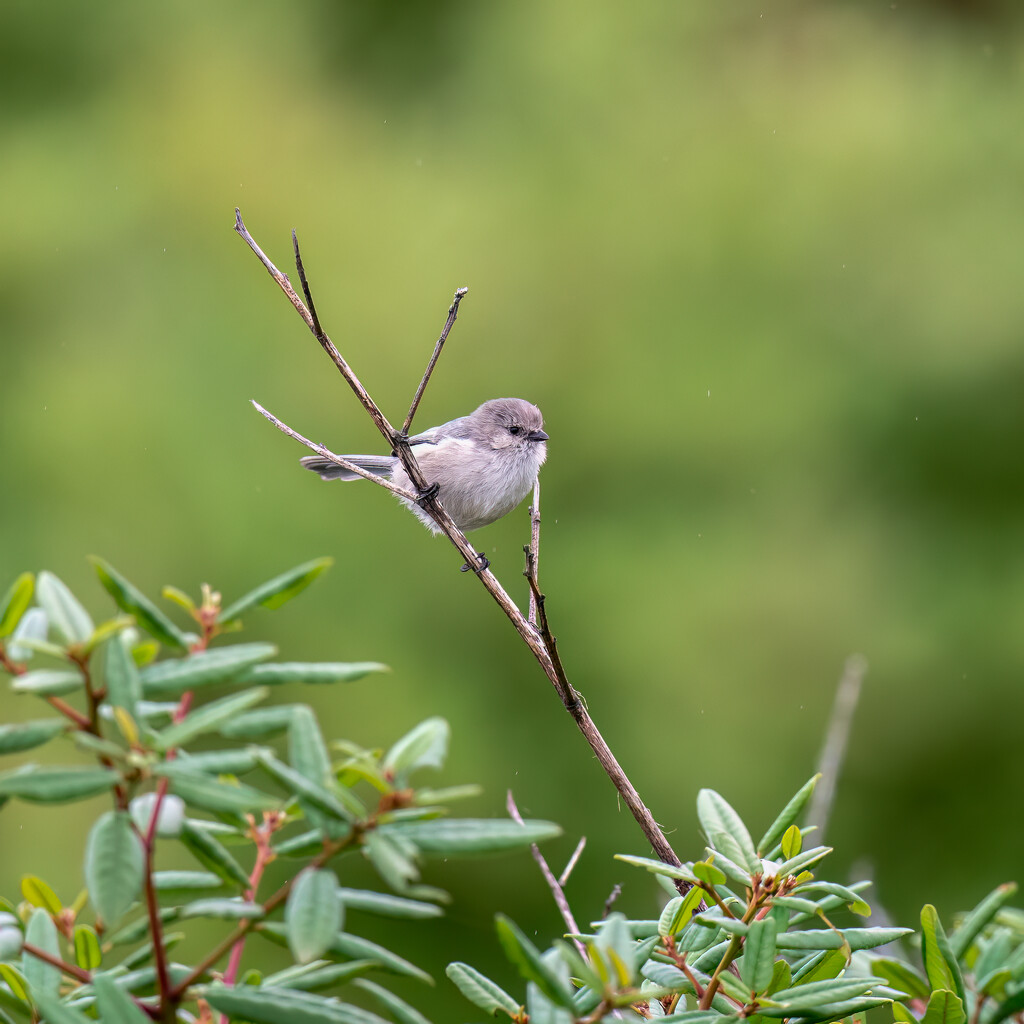 Bushtit by nicoleweg