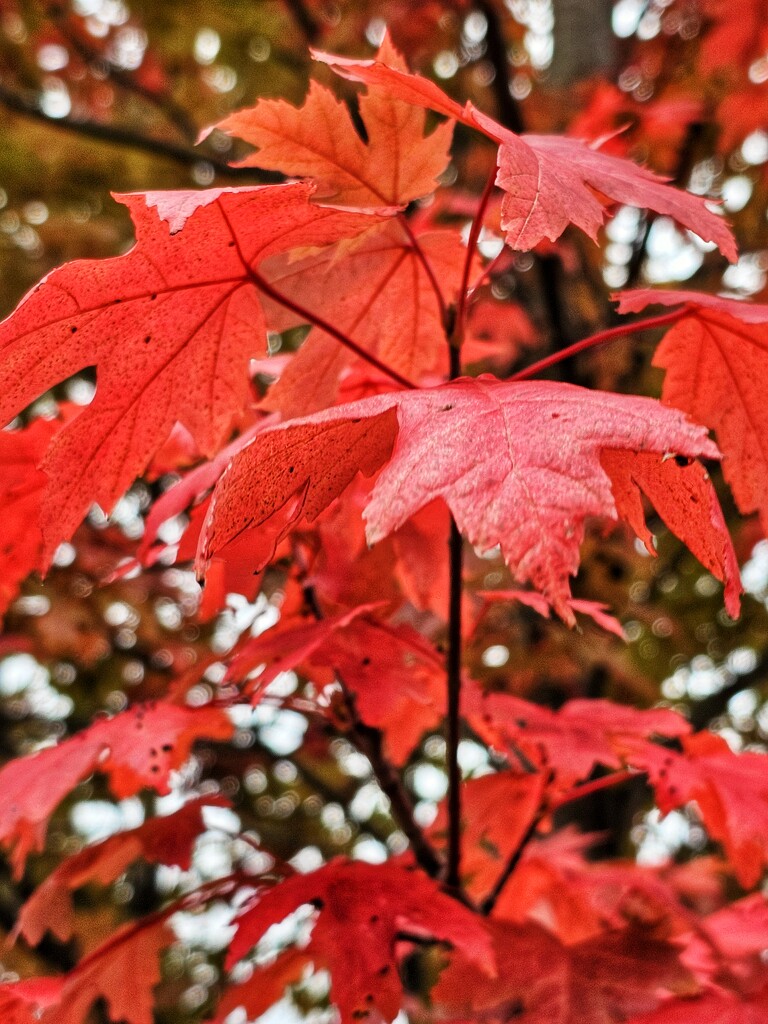 Red by edorreandresen