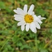 Surprise daisy by edorreandresen