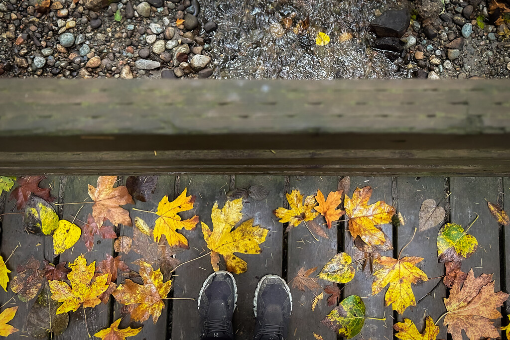 Fall Nature Walk by tina_mac