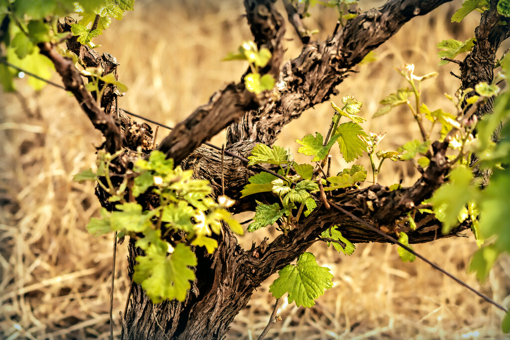 Ancient vines by ludwigsdiana