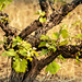 Ancient vines by ludwigsdiana