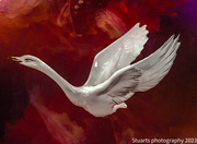 18th Oct 2023 - Ceramic swan