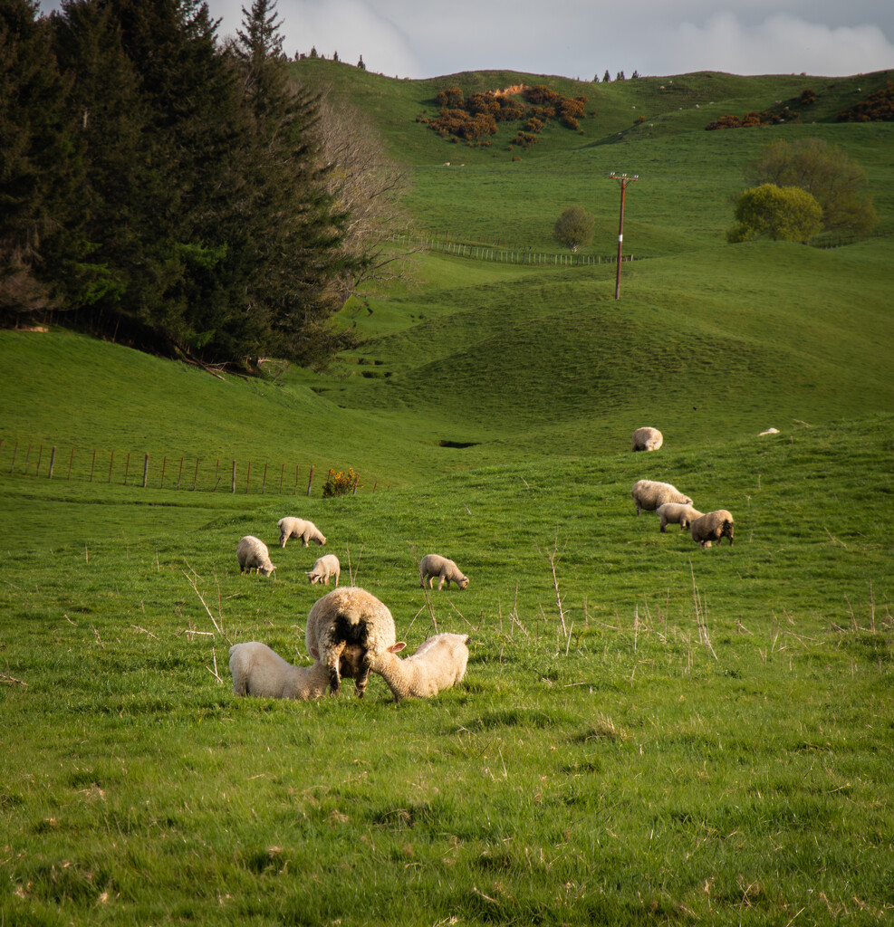 Feeding lambs by 365projectclmutlow